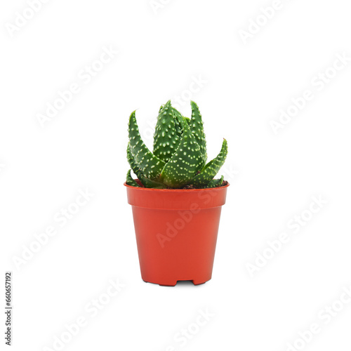 One pot of aloe havortia on a transparent background. PNG. Side view.