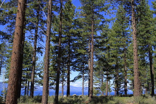 trees in the woods at Lake Tahoe California
