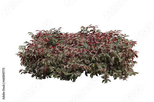 Excoecaria cochinchinensis Lour, Picara, Sambang Darah, Chinese croton, blindness tree, buta buta or jungle fire plant is a Thai herb isolated on white background included clipping path.