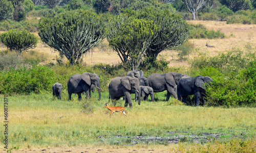 Group of elephants