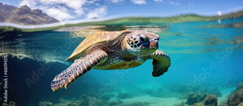 Sea turtles in Oahu swim in the Pacific Ocean With copyspace for text