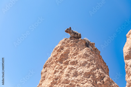 The Rock Squirrel stands on the top of the rock and observes the space around.