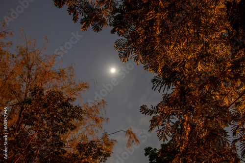 moon at night between the trees