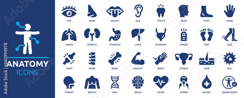 Anatomy icon set. Containing eye, nose, mouth, ear, brain, head, hand, stomach, heart, kidneys, liver, lungs and more. Human body part and organs vector icons collection.