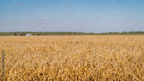 corn field ready for harvest in the valley of Missouri River near Peru, Nebraska