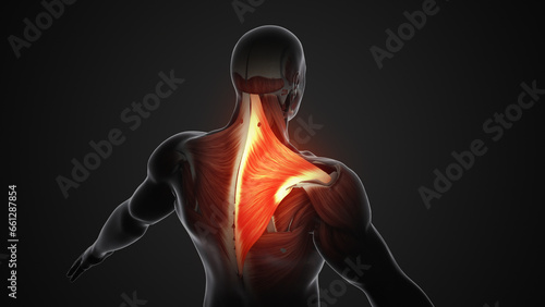 Pain and injury in the Trapezius muscles