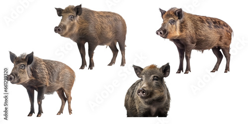 wild boar isolated on transparent background,transparency 