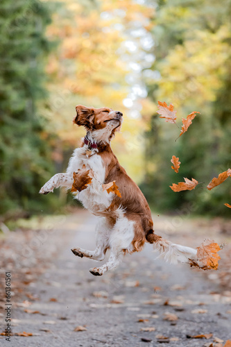 Adorable welsh springer spaniel dog breed jumping in autumn park full of leaves. Dog playing with leaves.