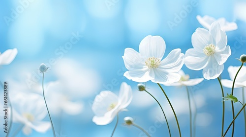 Spring forest white white flowers anemones on blue background in nature. Beautiful blue bokeh. Copyright toning.