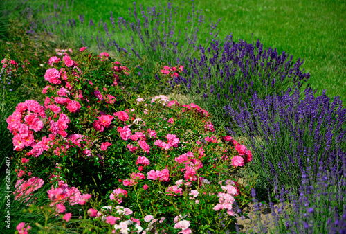 róża i lawenda, lawenda wąskolistna - lavender, (lavandula angustifolia, Rosa), różowe róże i fioletowa lawenda, pink garden roses, flowerbed, ogród kwiatowy, pink roses and lavender