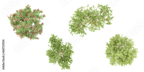 from the top view of Madrones,Koelreuteria elegans tree isolate backgrounds 3d rendering
