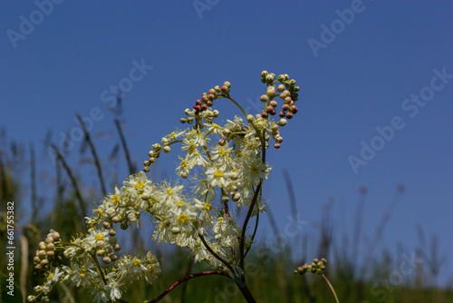 Flowering spring meadow. Filipendula vulgaris, commonly known as dropwort or fern-leaf dropwort. Place for text, blurred background