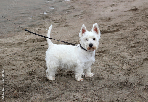 West Highland White Terrier. Cute little dog on a sandy beach on a leash. Doggy beach.