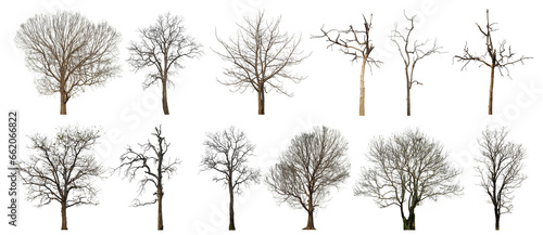 Collection of dead tree isolated on transparent background. for easy selection of designs.