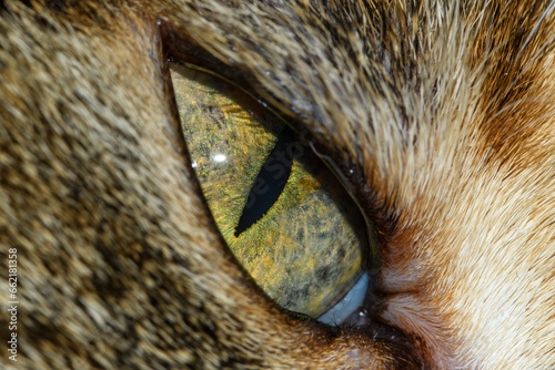 Otwarte izolowane kocie oko z bliska 