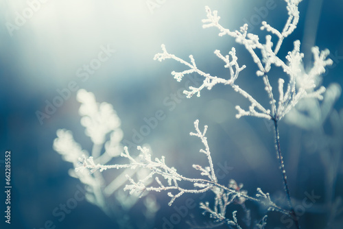 Frost-covered plants in winter forest. Abstract winter nature background