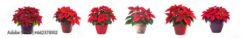 Set of beautiful poinsettia flowers in pots, isolated. Generative AI