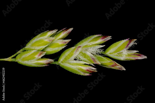 Smooth Meadow Grass (Poa pratensis). Inflorescence Detail Closeup
