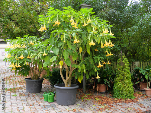 Die gelben trompetenartigen Blüten des Stechapfels Datura im Klostergarten Schöntal