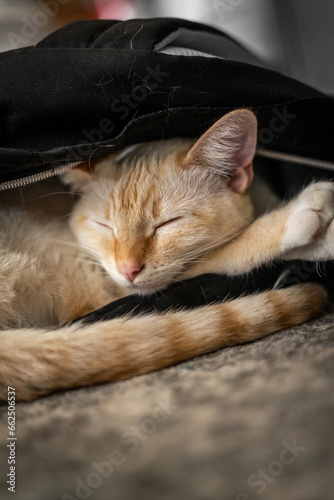 Adorable Sleepy Cat Kitten Sleeping in Backpack