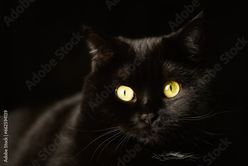 Czarny kot