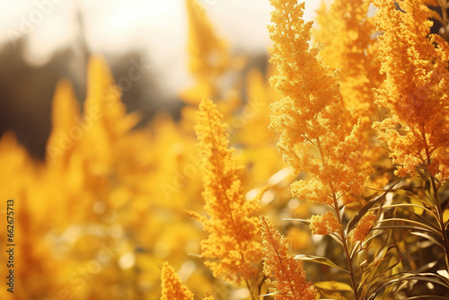 Gentle goldenrod hue for an autumnal mood backdrop