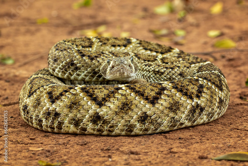 The Western diamondback rattlesnake (Crotalus atrox) is a venomous rattlesnake species found in the United States and Mexico.