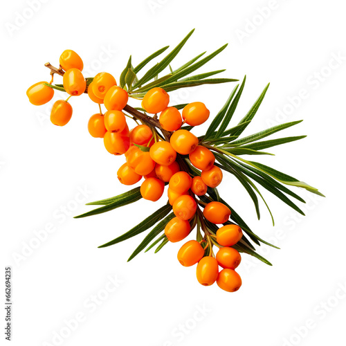 Sea buckthorn on a white background isolated PNG