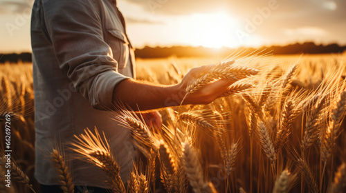 The hands of an experienced farmer touch the ears of ripened wheat in a sunset wheat field. Checking the quality of golden wheat. Harvesting.