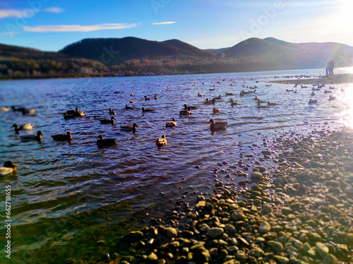 Krasnoyarsk Yenisei River, ducks swim