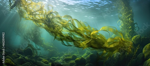 Giant kelp found in the eastern Pacific Ocean from Alaska to Baja California can grow up to two feet daily With copyspace for text