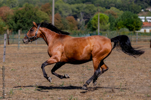 Brown horse galloping on a meadow