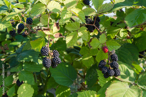 Branches of cultivated dewberry with ripe berries in sunny morning