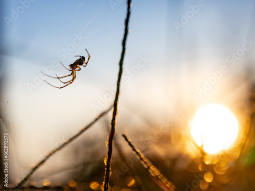 Spider on the web in the garden at sunset. Selective focus