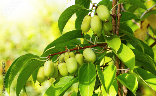 Berries actinidia on a branch close-up in the garden.