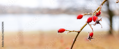 Frost-covered rosehip branch with red berries by the river on a blurred background, copy space