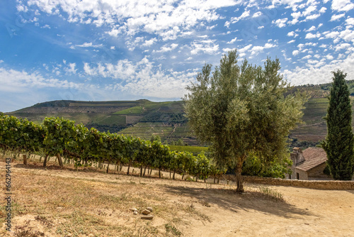 pięknie prowadzona winnica w Portugalii. Drzewo oliwne rosnące pośród∂ krzewów winorośli