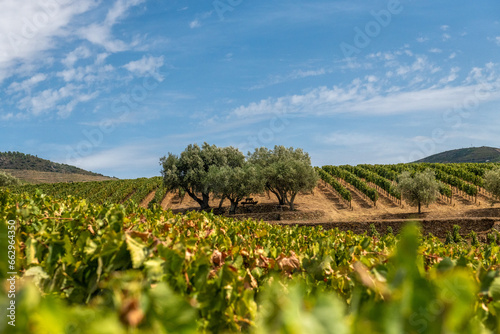drzewa oliwne rosnące post∂ó winorośli w pięknej winnicy na południu Portugalii