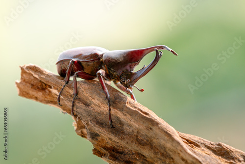 Side view of Rhinoceros beetle (Dynastinae) animal closeup (kumbang badak) 