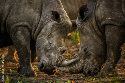 Two white rhinos fighting each other