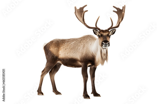 deer isolated on white background. File png