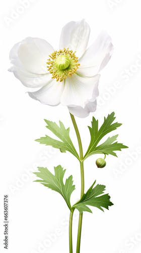 Photo of Anemone flower isolated on white background