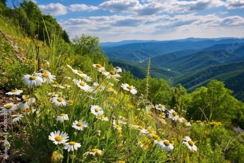 blooming wildflowers on a mountainside in spring