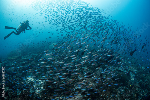 A diver surrounded by fish