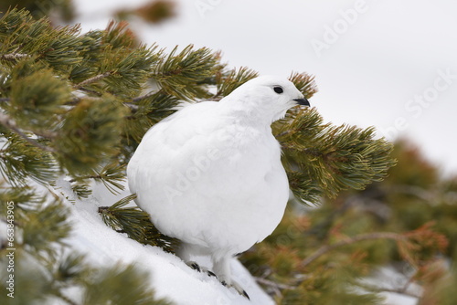 雪の中の白い雷鳥