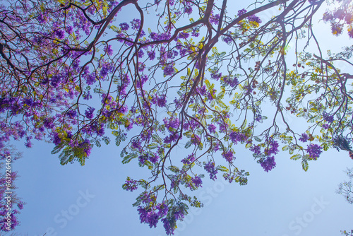 Violet Jacaranda flowers blooming against the blue sky, Mexico