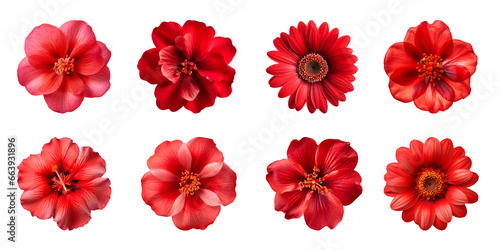 Collection of various red flowers isolated on a transparent background