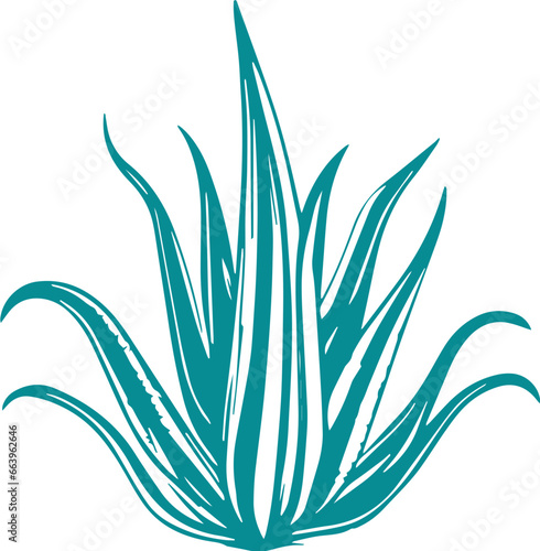 Agave plant vector drawing svg