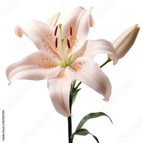 Lily Flower png Lily png flower png Lily flower transparent background