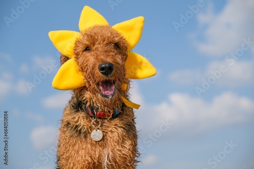 Cute airedale terrier dog in costume of sun